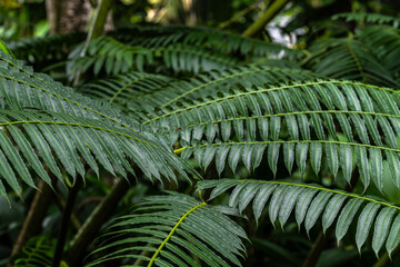 Leaves of Oriental Vessel Fern (Angiopteris evecta)