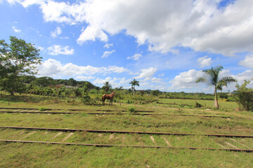Paisaje rural con caballo en pradera y vía férrea en desuso bajo cielo parcialmente nublado © LIS