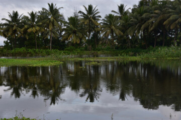 Obraz premium Coconut Trees Reflected in Pond with Water Hyacinth