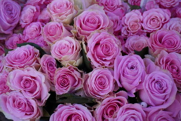 Nahaufnahme vieler rosa Rosenblüten, dicht beieinander, romantische und dekorative Blumen