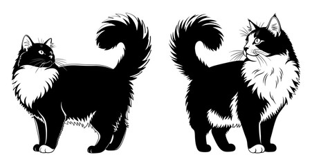 Vector art of two black and white cats standing gracefully, showcasing their elegant fur