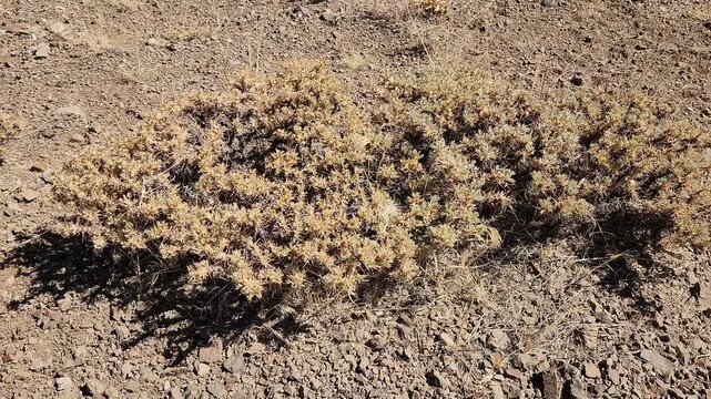 The tragacanth plant is found in the steppes of Central Anatolia