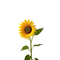 Single sunflower blooming, black background, studio shot, nature