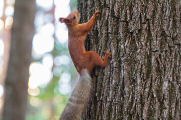 Red Squirrel Climbing a Tree Trunk