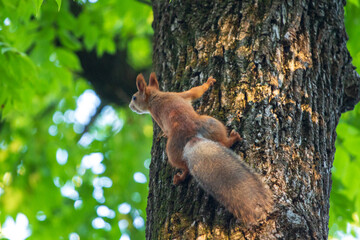 Red Squirrel Climbing a Tree Trunk