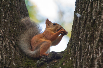 Red Squirrel Climbing a Tree Trunk
