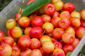 Sweet Rainier cherry harvest. A bunch of yellow sweet cherries in the tray. Cherry tree. Bunch of Rainier cherries. Golden cherry with pink-red blush. Cherry berry