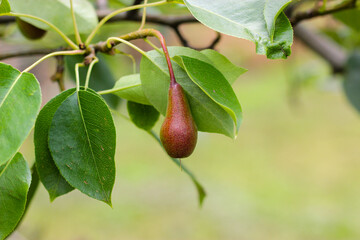 A small pear. A small ripening pear. Red green pear. Ripening pear on the branch. Pear tree
