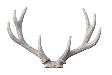 Fototapeta premium Deer antler rack isolated with transparent background