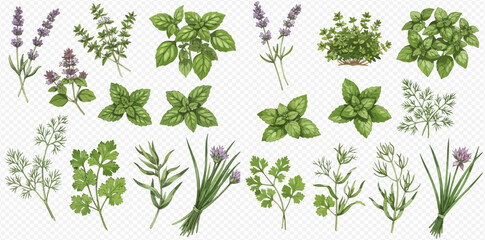 An illustration of various culinary herbs including basil, lavender, parsley, chives, rosemary, and dill on a transparent background. © studio