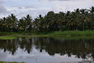 Obraz premium Coconut Trees Reflected in Pond with Water Hyacinth