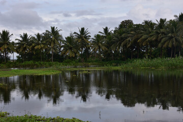 Obraz premium Coconut Trees Reflected in Pond with Water Hyacinth