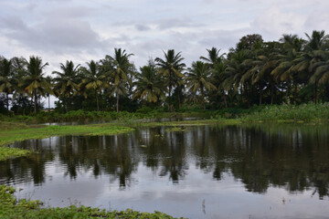 Obraz premium Coconut Trees Reflected in Pond with Water Hyacinth