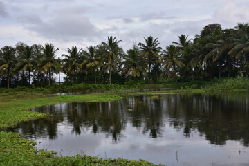Obraz premium Coconut Trees Reflected in Pond with Water Hyacinth