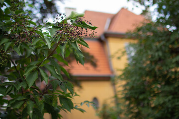 Close up of green leaves and berries with a blurred yellow house in the background during daytime