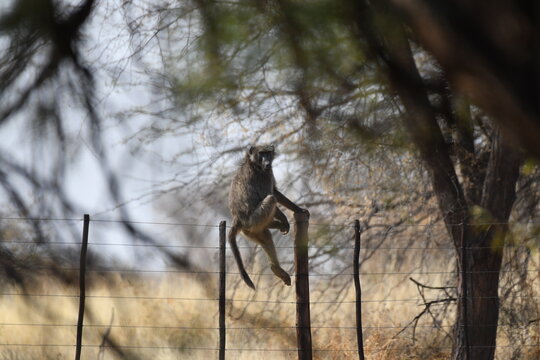 Baduino subido al cerca del Campamento, Omaruru, Namibia,