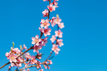 Japanische rosa Kirschblütenzweige im Frühling 