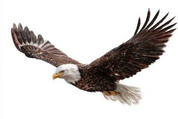Fototapeta premium American bald eagle soaring majestically through the sky with wings fully spread in clear daylight