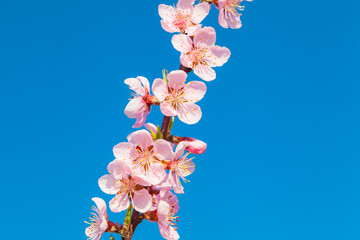 Japanische rosa Kirschblütenzweige im Frühling 