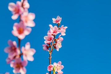 Japanische rosa Kirschblütenzweige im Frühling 