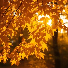 Fototapeta premium Orange Autumn Leaves on Sunlit Tree Branch