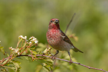 Common rosefinch (Carpodacus erythrinus)