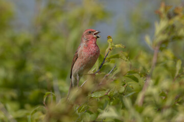 Common rosefinch (Carpodacus erythrinus)