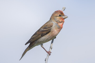 Common rosefinch (Carpodacus erythrinus)