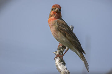Common rosefinch (Carpodacus erythrinus)