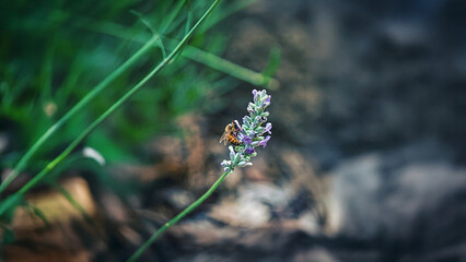 bee on a flower