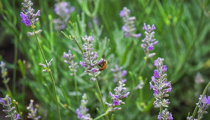 lavender flowers in the field