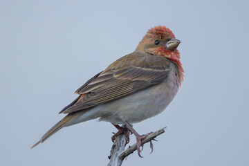 Common rosefinch (Carpodacus erythrinus)
