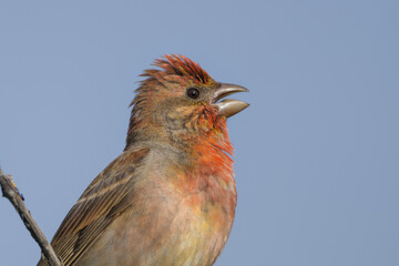 Common rosefinch (Carpodacus erythrinus)