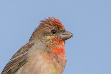 Common rosefinch (Carpodacus erythrinus)