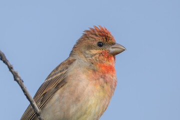 Common rosefinch (Carpodacus erythrinus)