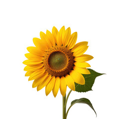 Fototapeta premium Vibrant sunflower, isolated, black background, summer bloom, design element