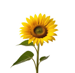 Fototapeta premium Single sunflower, studio shot, black background, floral design (3)