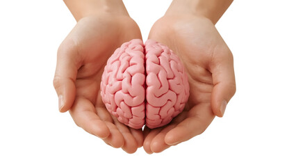 Brain in Safe Hands: The image shows a human brain nestled gently within cupped hands, symbolizing care, knowledge, and cognitive function in a bright studio shot.