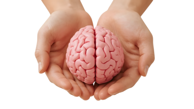 Brain in Safe Hands: The image shows a human brain nestled gently within cupped hands, symbolizing care, knowledge, and cognitive function in a bright studio shot.