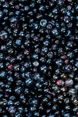 Wild blueberry. Freshly picked organic blueberries