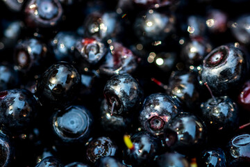 Wild blueberry. Freshly picked organic blueberries
