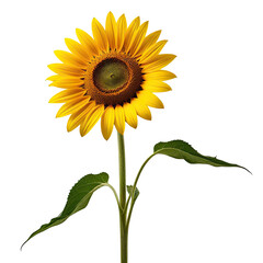 Obraz premium Single sunflower blooming, dark background, studio shot, floral design