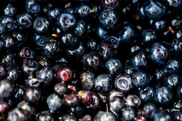 Wild blueberry. Freshly picked organic blueberries