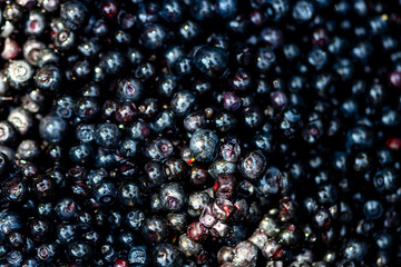 Wild blueberry. Freshly picked organic blueberries