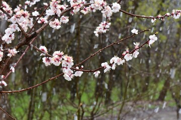 blooming apricot branch in a snowy spring day in the forest
