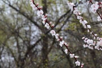 blooming apricot branch in a snowy spring day in the forest