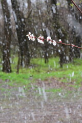 blooming apricot branch in a snowy spring day in the forest