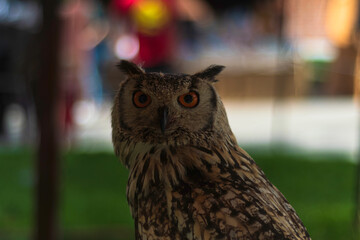 Profile portrait of an owl with striking orange eyes and detailed brown feathers.