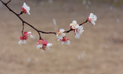 blooming apricot branch in a snowy spring day in the forest