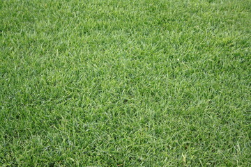 green grass background